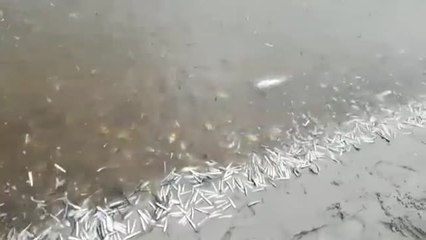 Miles de peces agonizan en el mar Menor