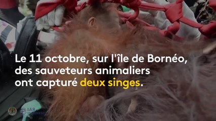 En Indonésie, des sauveteurs déplacent deux orangs-outans pour les sauver des incendies qui ravagent la forêt