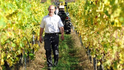 Vendanges grand cru Muenchberg sur les hauteurs de Nothalten