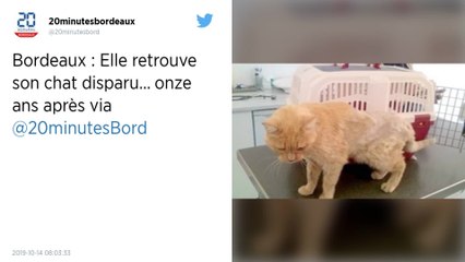 Bordeaux. Une retraitée retrouve son chat onze ans après l’avoir perdu