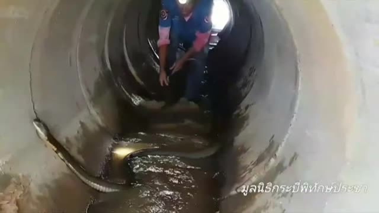 Capturan a una cobra real junto a un sumidero en Tailandia