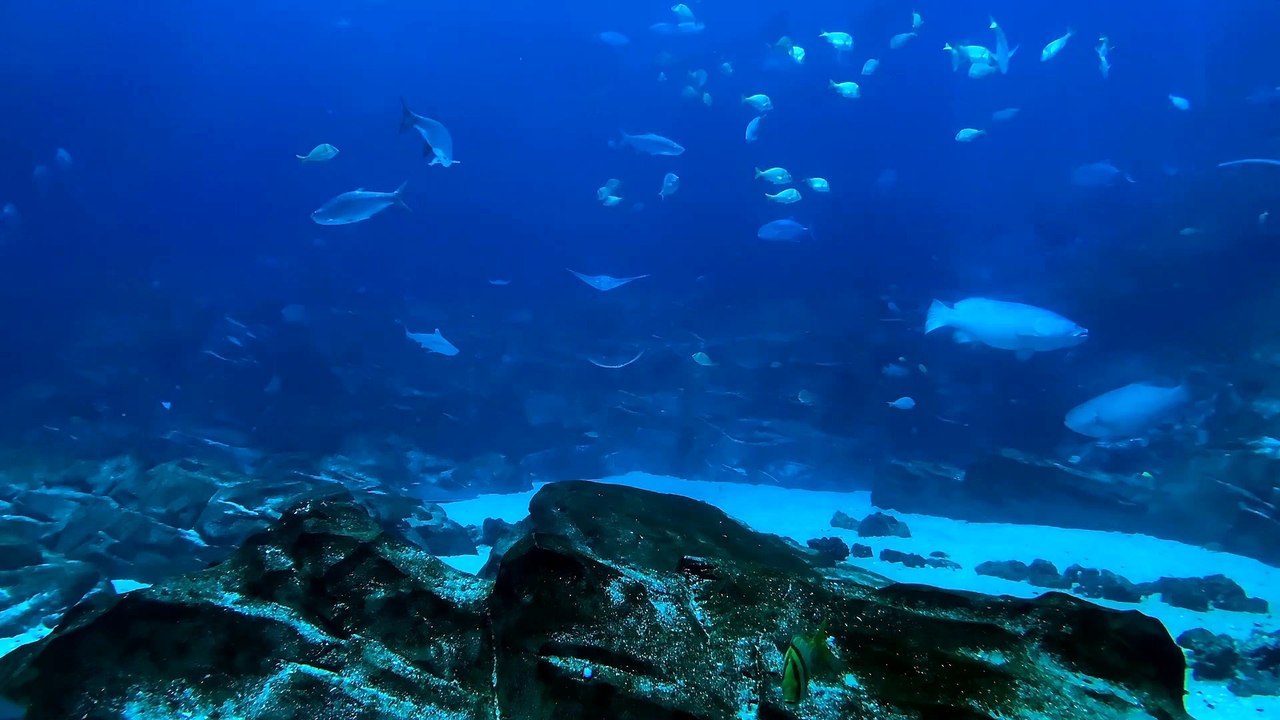 Submarine Activity