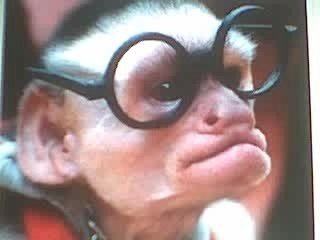 le chien ne veut pas etre pris pour un maquaque