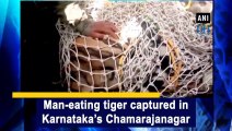 Man-eating tiger captured in Karnataka’s Chamarajanagar