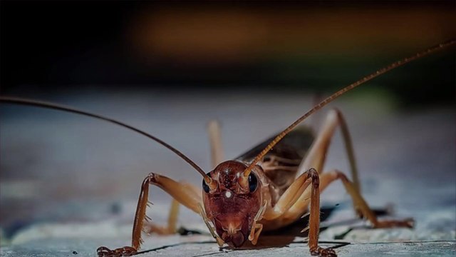 Swarms of Crickets Are Invading Texas