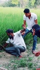 Un grand serpent maîtrisé par un homme