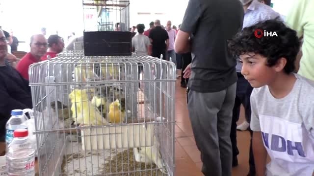 Aydın'da düzenlenen Kanarya Festivali renkli görüntülere sahne oldu