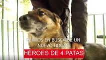 Perros jubilados, héroes de cuatro patas