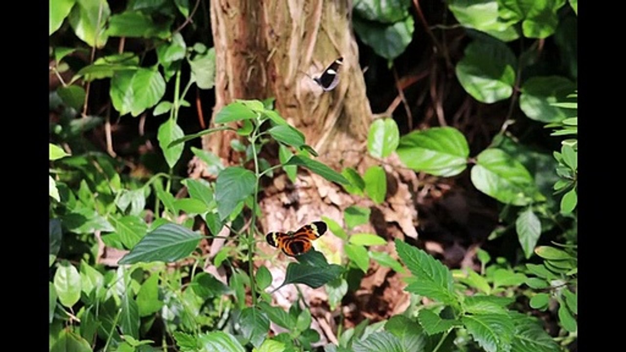 Butterfly's and Bee's