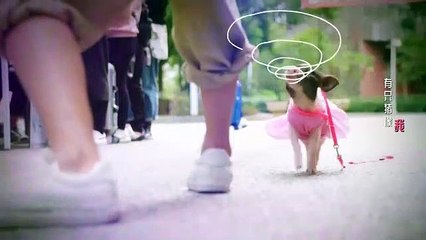 Phim Vô Cùng Thích Anh ( Hoàn Toàn Thích Anh)  Tập 13 Việt Sub , Phim Ngôn Tình Trung Quốc 2019