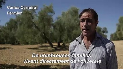 L'industrie oléicole espagnole inquiète de droits de douane américains