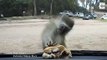 Ce singe essaie d'attraper le burger derrière le pare-brise d’une voiture