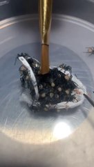 Regardez ce qui se cache dans ce petit "sac" blanc... Terrifiant