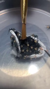 Regardez ce qui se cache dans ce petit sac blanc... Terrifiant