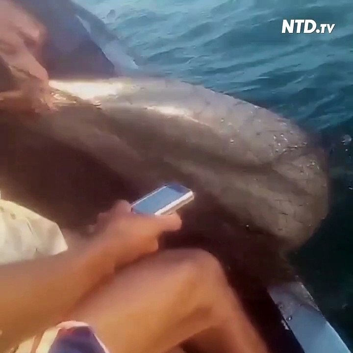 Des pêcheurs sauvent un dauphin piégé dans leur filet