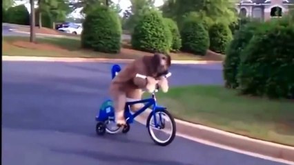 VIDEOS QUE DAN RISA (ANIMALES GRACIOSOS)