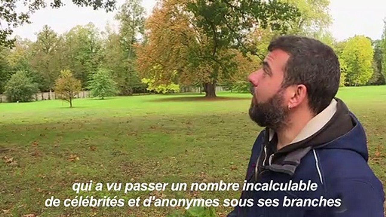 Les "arbres admirables" de Versailles, mémoire vivante du passé