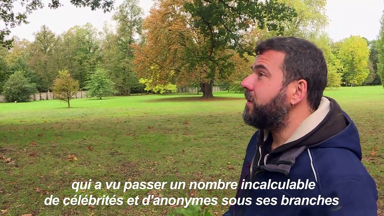 Les "arbres admirables" de Versailles, mémoire vivante du passé