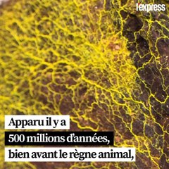 Un blob au zoo de Paris: "Cet organisme a une capacité d'apprentissage incroyable"