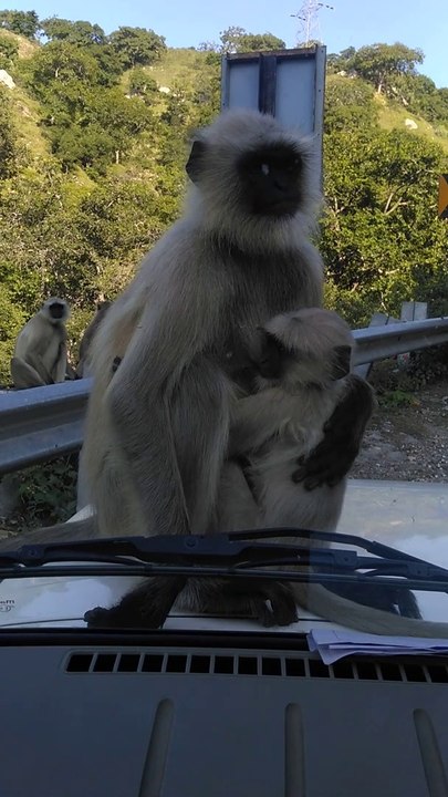 Monkeys jumping on the car.