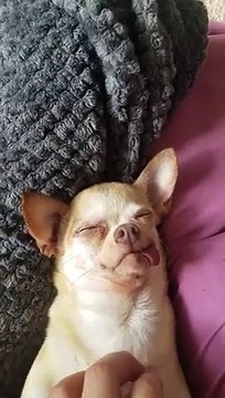 La tête de ce chien qui kiffe faire la sieste dans ses coussins !