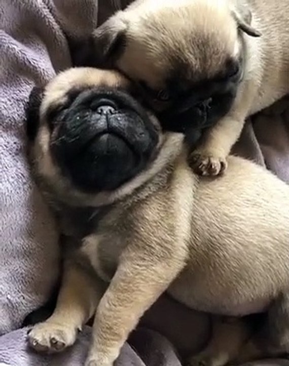 Ces bébés chiots rêvent ensemble en dormant côte à côte !
