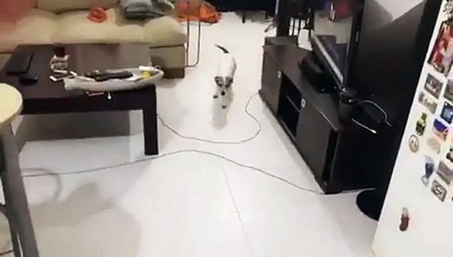 Ce chien fait semblant de se faire tirer dessus, sur commande !