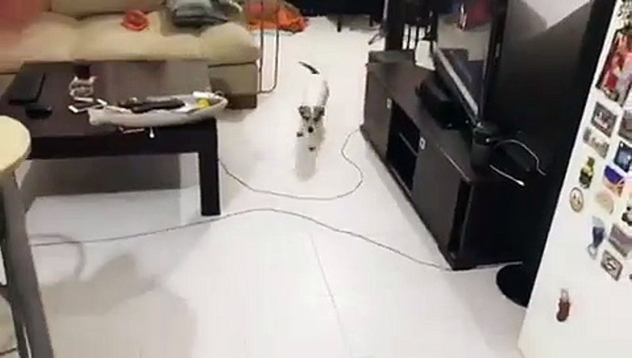 Ce chien fait semblant de se faire tirer dessus, sur commande !