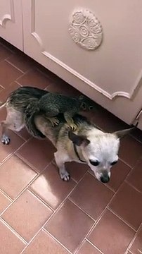 Cet écureuil est assis.. sur un chien chihuahua !