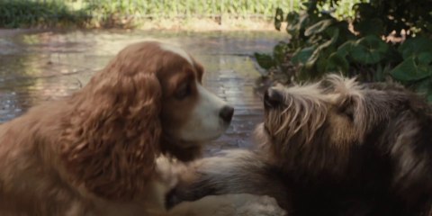 A Dama e o Vagabundo • Trailer 2 Legendado