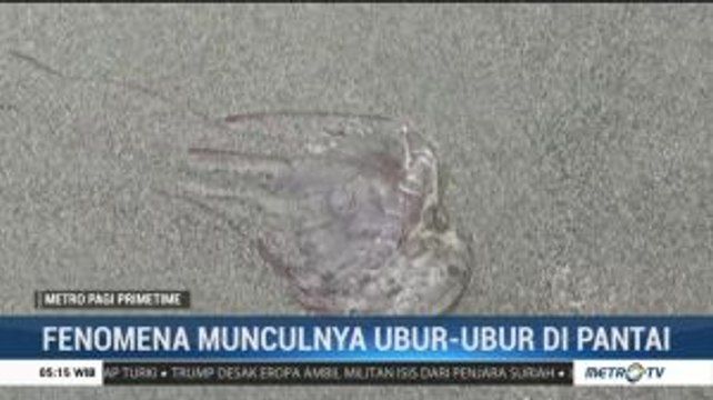 Ribuan Ubur-ubur Muncul di Pantai Bengkulu
