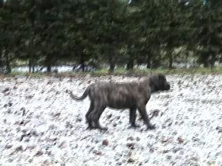 Chiots dogo canario