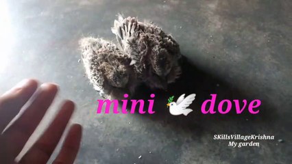 Mini dove Babies|Mani pura in Tamil|மணி புறா |skills Village Krishna