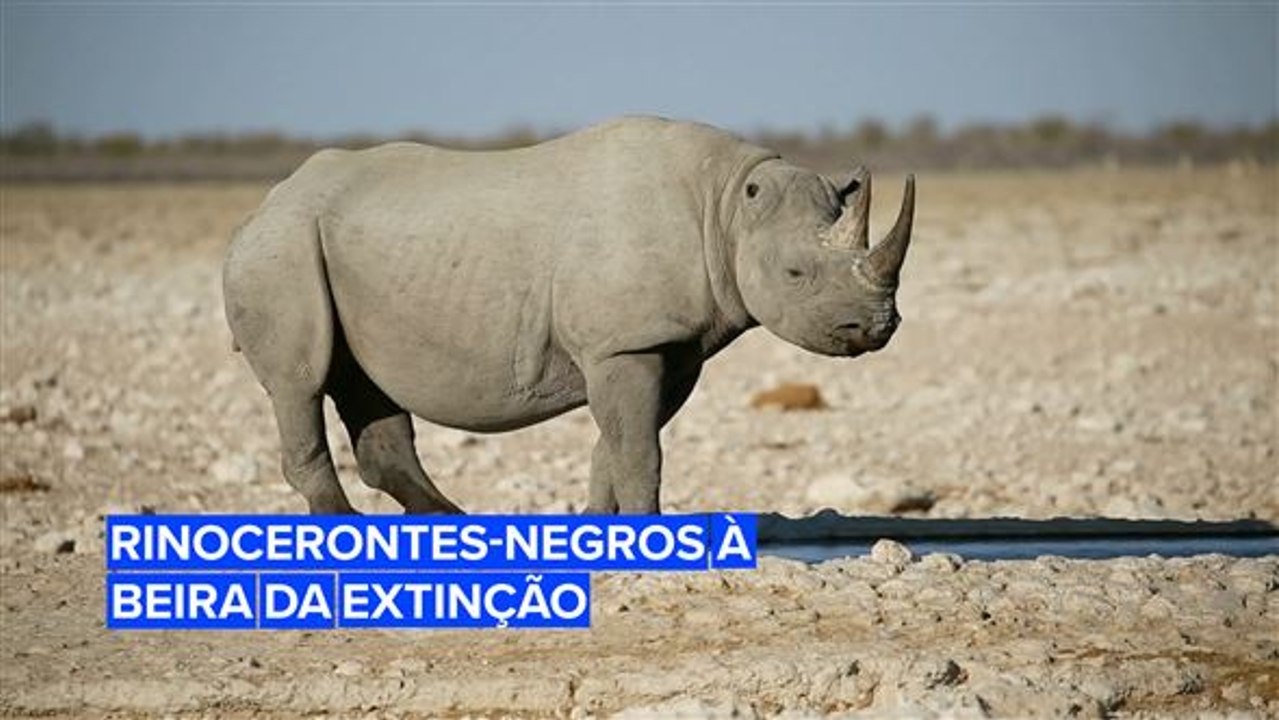 Rinocerontes-negros podem entrar em extinção até 2021