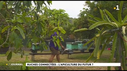 Ruches high tech pour abeilles connectées