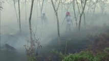 Rescatan a una mamá orangután y a su cría que estaban atrapadas por la deforestación
