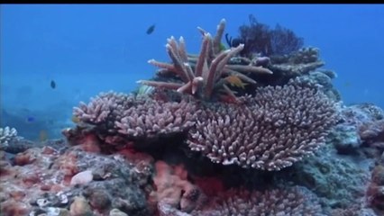 Nature - Sous l’eau… ça chauffe !