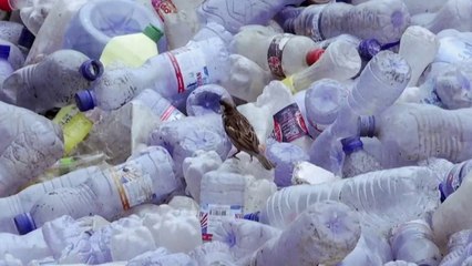 Sciences - Le bio plastique dernière génération