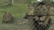 VIDEO: गुजरात से सफारी के लिए इटावा में लाए गए शेर की तबियत खराब हुई, भूख से मर गया