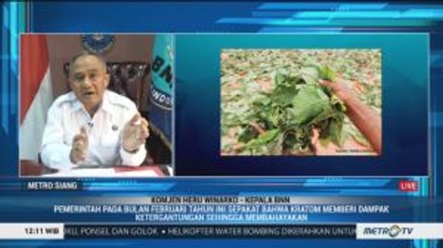 Daun Kratom, Obat Herbal dalam Pengawasan BNN
