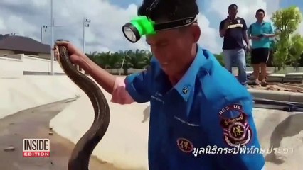Capture d'un cobra royal dans un égout en Thaïlande