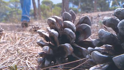 جهود لبنانية للقضاء على حشرة تيبّس أشجار الصنوبر