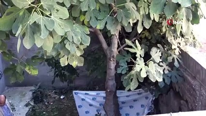 Isparta'da düştüğü apartman bahçesinde öldü