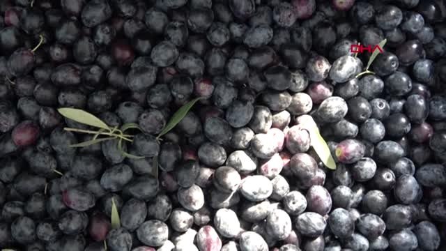 Aydın 2 muhtar 'barış pınarı harekatı'na destek için askerlik başvurusu yaptı