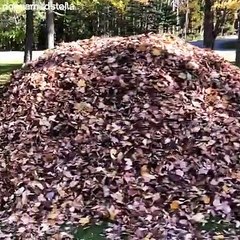 Un chien retrouve sa balle dans un gros tas de feuille
