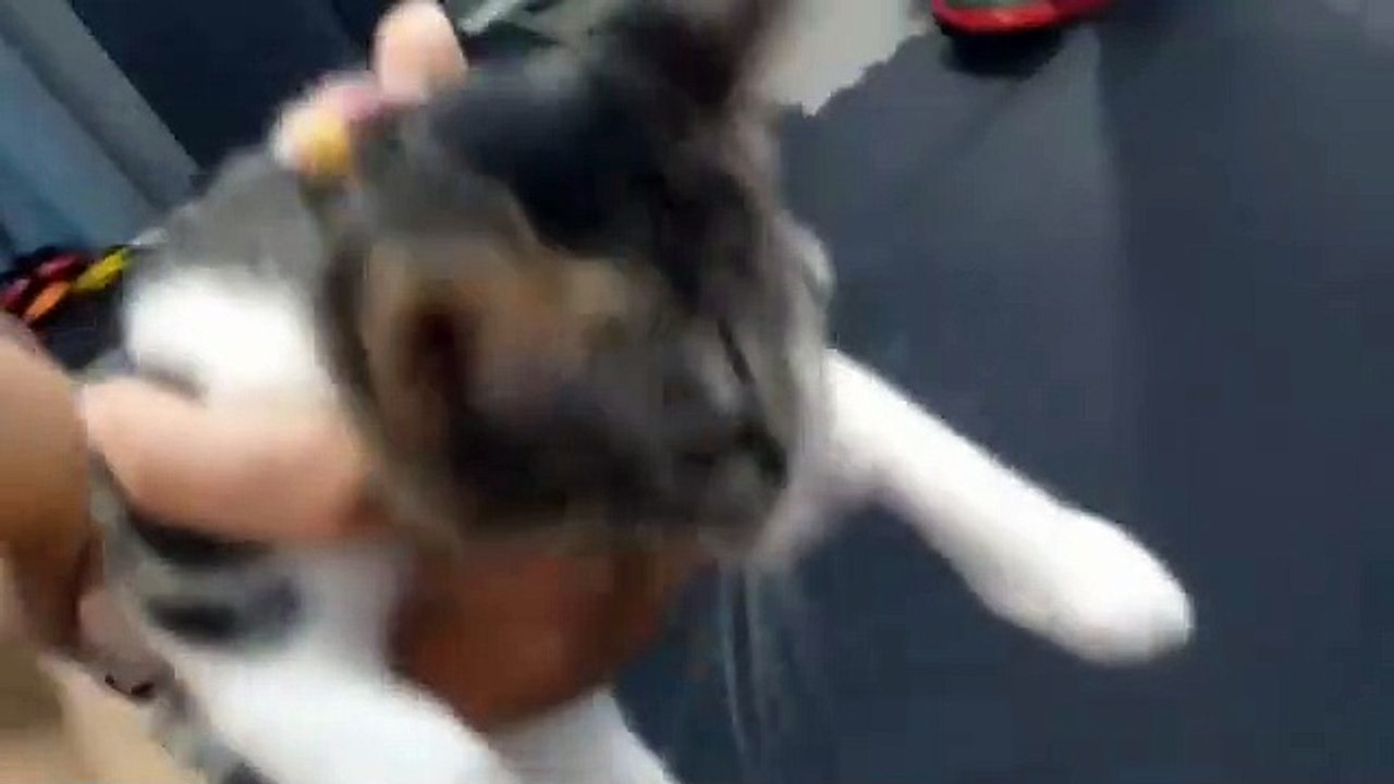 Ce chat est d'une souplesse et d'une rapidité incroyable