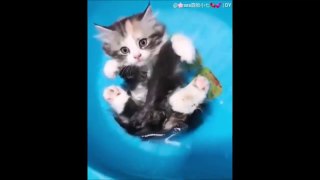 Funny baby animals Videos Compilation Funny moment of the animals