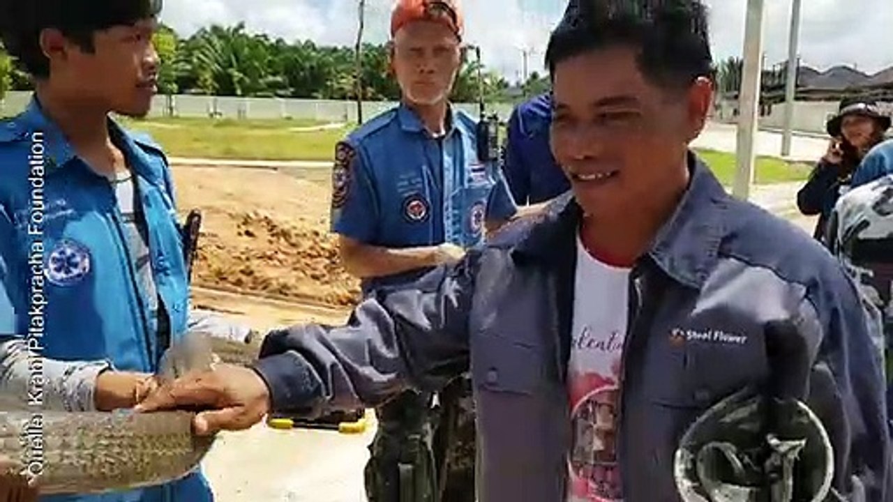 Riesige Königskobra schlängelt sich durch Abwassersystem