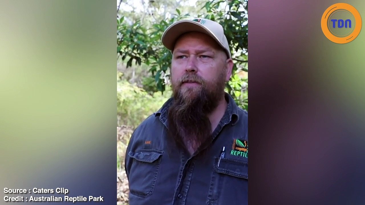 Il ouvre un sac contenant des centaines d'araignées et ça fait vraiment peur...