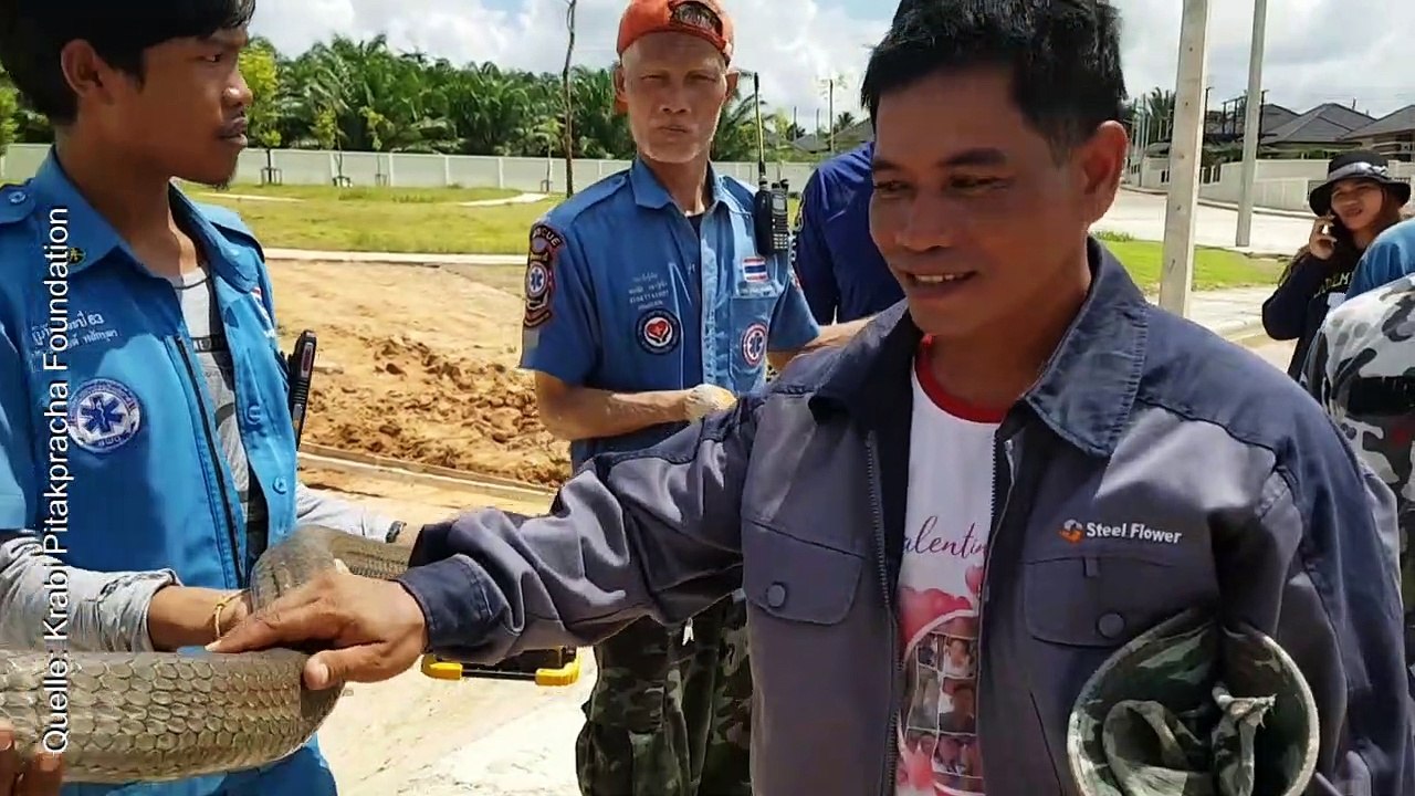 Riesige Königskobra schlängelt sich durch Abwassersystem